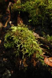 Forest moss